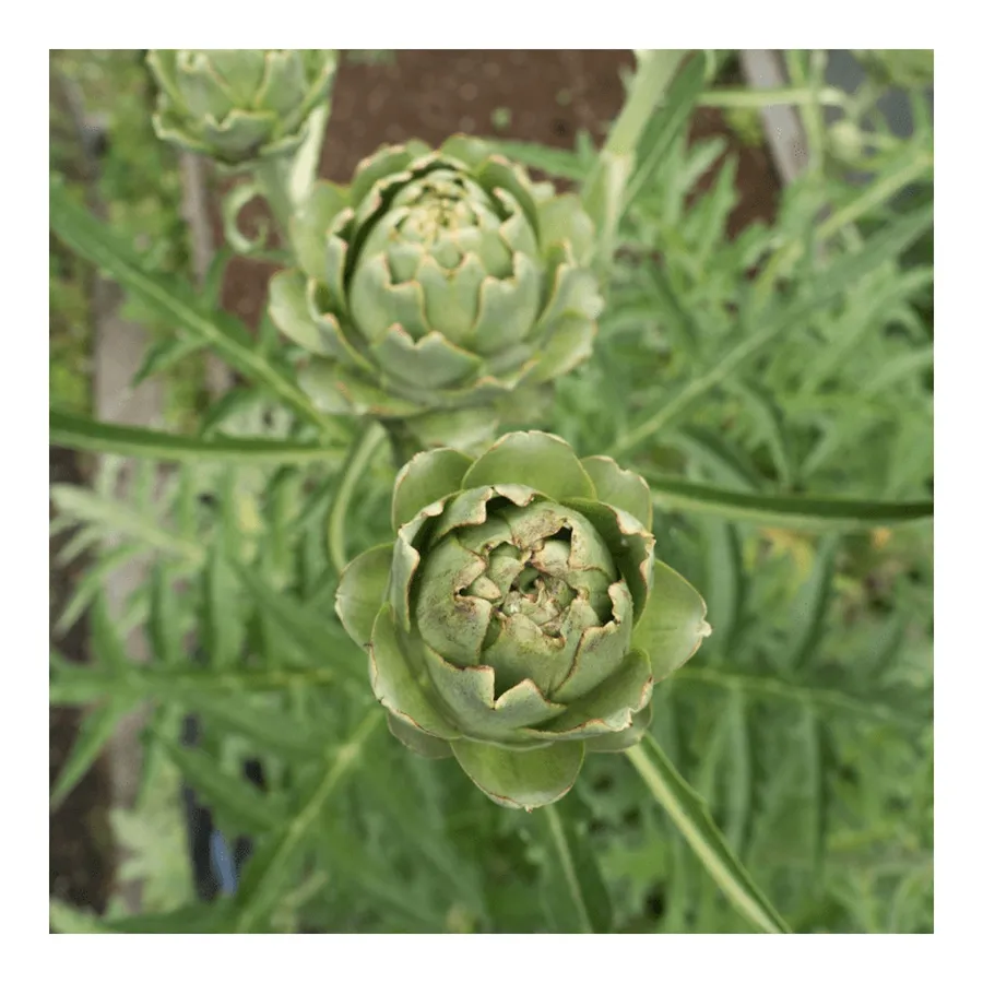 Nutri Ervas Alcachofra — foto 3